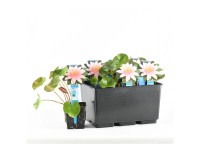 Seerose Marliac Carnea Topf Ø 11 cm / 1 Stk.