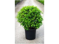 Portugiesische Lorbeerkirsche Prunus lusitanica Angustifolia Kugel Topf 18 l
