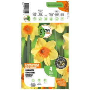 GROW by OBI Narzisse Red Devon, gelb-orange Blüte, 4 Blumenzwiebeln, 45 cm hoch.