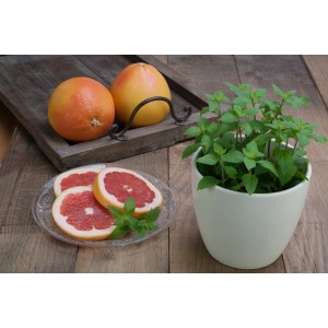 Menthe pamplemousse Blu en pot avec décoration de pamplemousse sur table en bois.