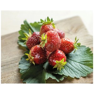 Fraises Wädenswil rouges et fraîches sur des feuilles vertes.