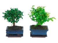 Bonsai vaso di ceramica Ø 19 cm