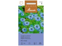 Jungfer im Grünen Miss Jeckyll Jungfer im Grünen Miss Jeckyll