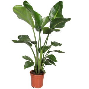 Strelitzia nicolai, oiseau de paradis en pot, plante verte d'intérieur avec de grandes feuilles.