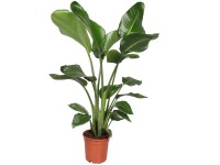 Paradiesvogelblume Strelitzea nicolai Topf Ø 19 cm