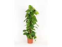 Efeutute Epipremnum Pinnatum am Moosstab Topf Ø 21 cm / Höhe 100 cm