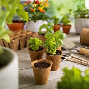 Pots de semis, 6 cm Ø, 24 pièces, avec des plants de laitue et de basilic pour la culture des plantes.