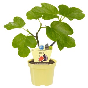 Blu Fico Comune (Ficus carica) in vaso, ca. 12 cm Ø. Pianta da frutto con foglie verdi.