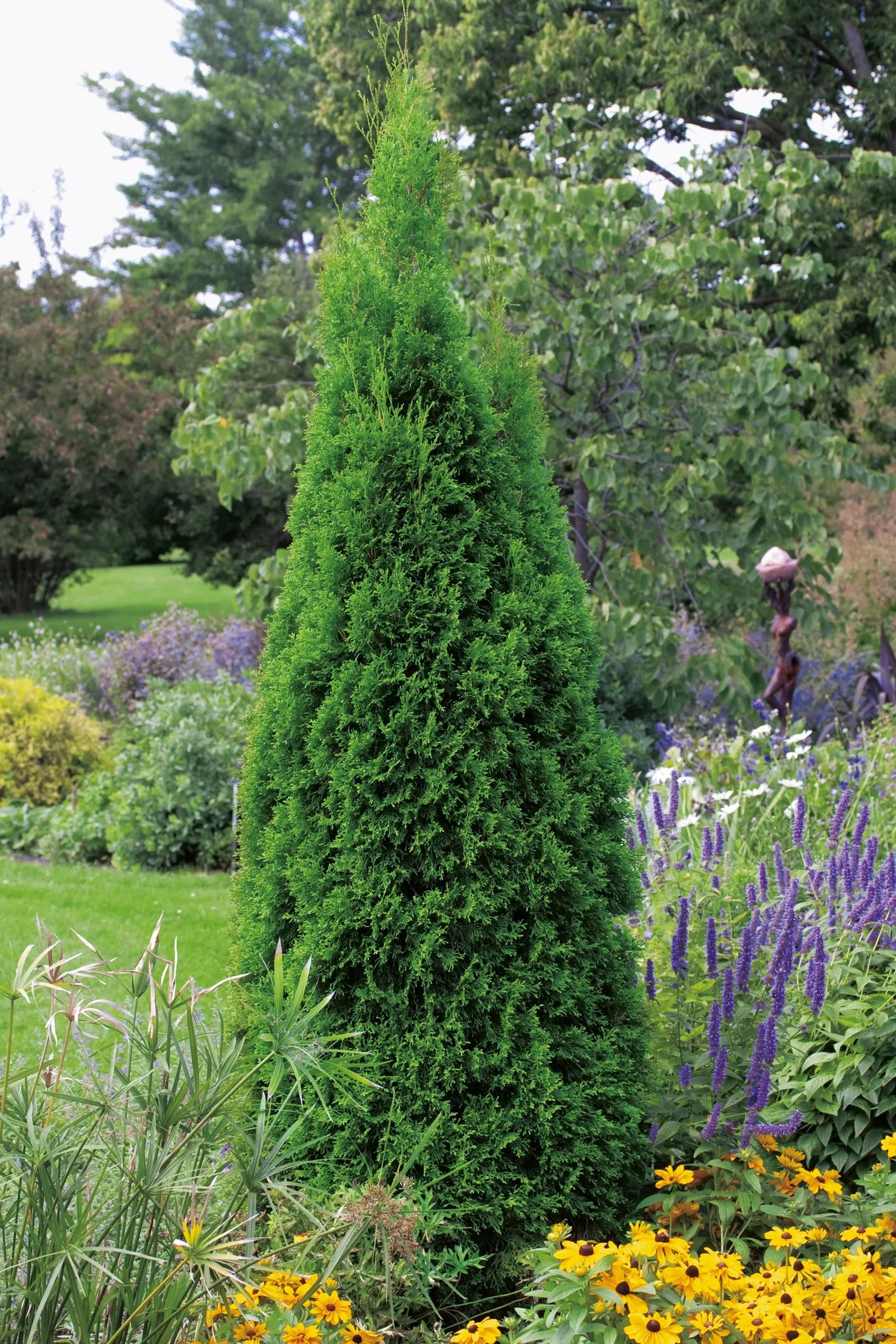 Smaragd-Lebensbaum Thuja occidentalis Topf  33 cm / 1 Stk.