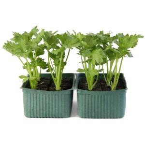 Céleri-rave bio, barquette de 12 plants de céleri en jeunes plants dans des pots verts.