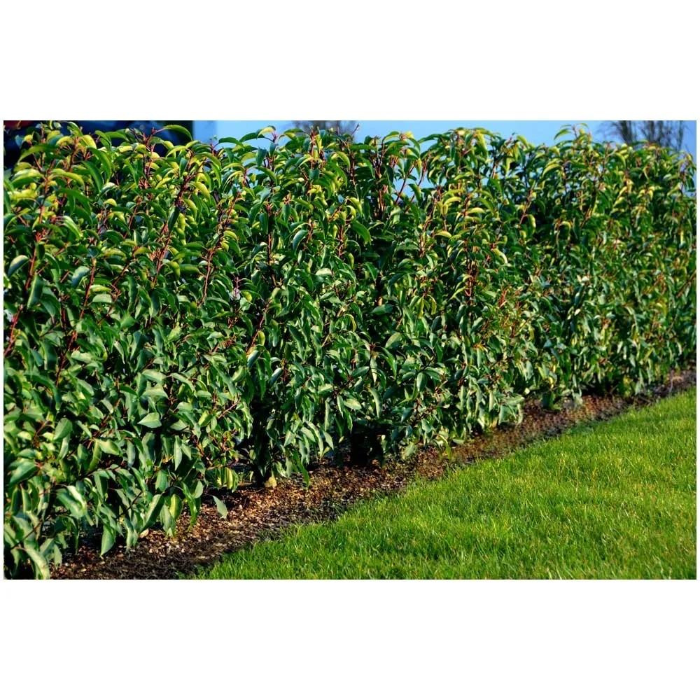 Portugiesische Lorbeerkirsche Angustifolia Prunus lusitanica Topf  18 cm