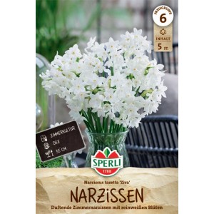 Sperli Tazetta-Narzisse Ziva, Blumenzwiebeln mit weißen Blüten im Bund.