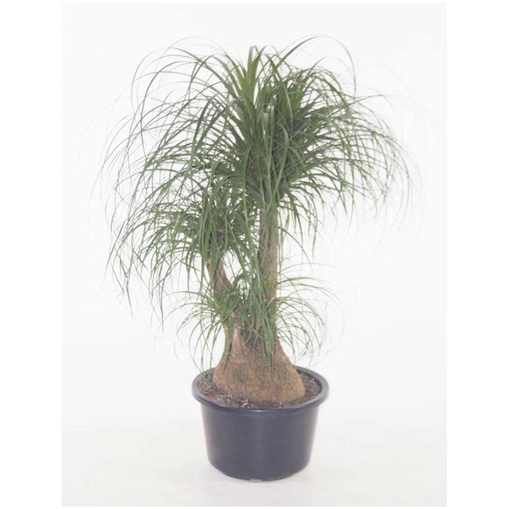 Elefantenfuss Beaucarnea Topf Ø 38 cm kaufen bei OBI