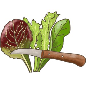 Illustration de la laitue à couper Blu Bio avec un couteau de récolte, légumes verts à feuilles pour salades et sandwichs.