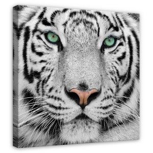 Leinwandbild Weißer Tiger Nahaufnahme, grüne Augen, schwarze Streifen. Quadratisches Wandbild auf Keilrahmen.