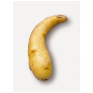 Patata da semina Ratte/Virgule gialla e curva, una varietà a pasta soda per la semina.