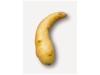 Samen Mauser Saatkartoffel Ratte/Virgule 1 kg