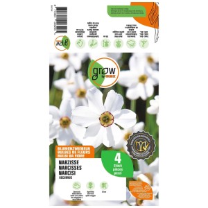 GROW by OBI Narzisse Recurvus Blumenzwiebeln, 4 Stk. Weiße Blüten mit roter Mitte, zurückgebogene Blätter.
