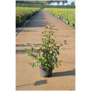 Callicarpa bodinieri in vaso con bacche viola.
