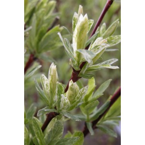 Primo piano del salice Harlekin Hakuro Nishiki con foglie verde-bianco-rosa.