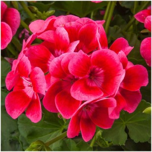 Geranio Pretty Little in vaso, Pelargonium zonale con fiori rosa.