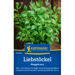 Livèche Kiepenkerl Maggikraut en pot avec des feuilles vertes.