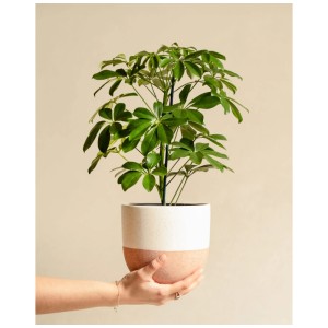 Feey Schefflera plante d'intérieur (hauteur 30-50cm) en pot, tenue par une main.