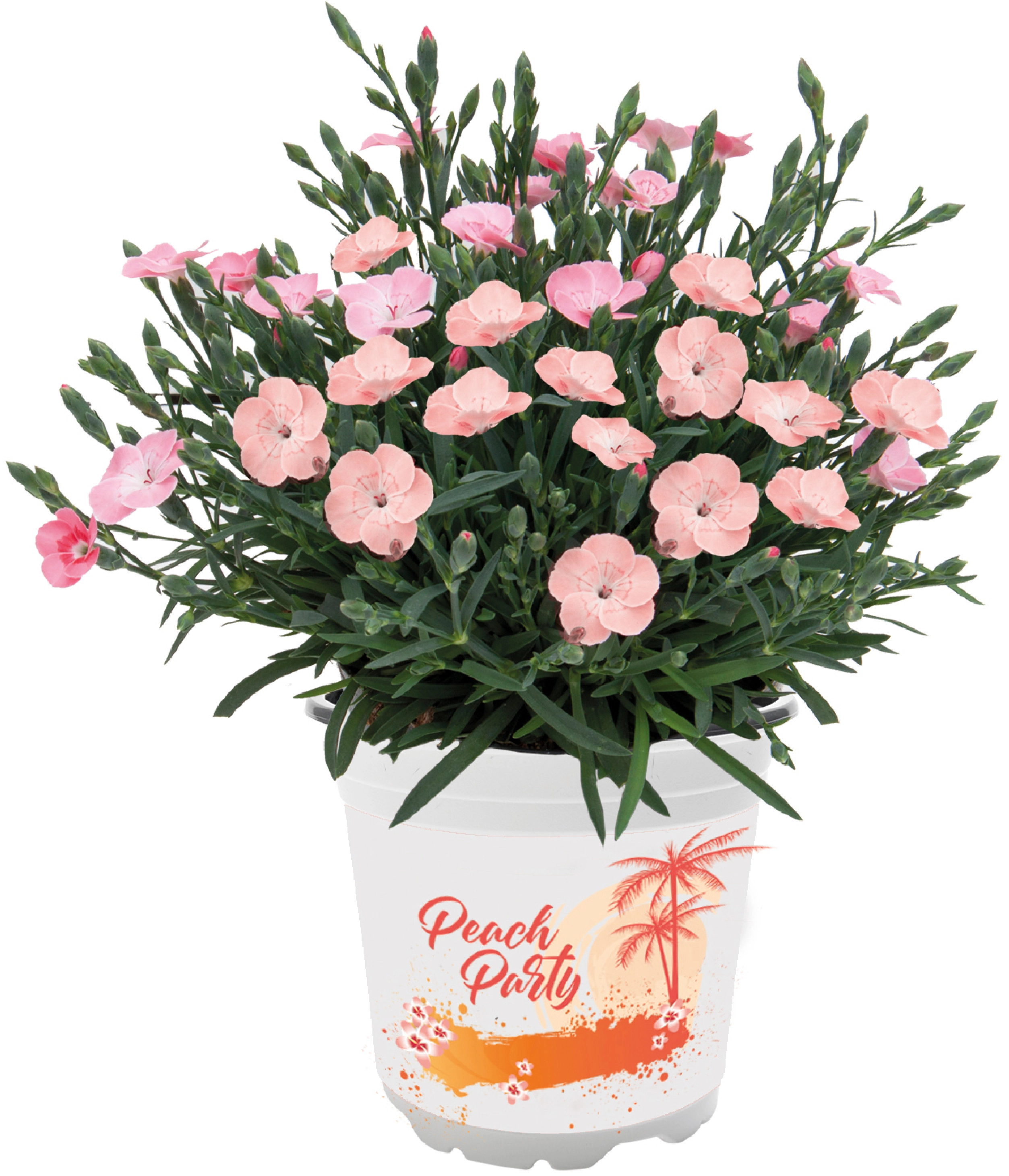StaudenNelke Peach Party Topf Ø 10,5 cm kaufen bei OBI