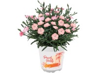 Garten-Nelke Peach Party Dianthus Topf Ø 10,5 cm