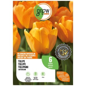 GROW by OBI Bulbi di tulipano Daydream arancione, 6 pz. Confezione con tulipani arancioni vivaci in fiore.