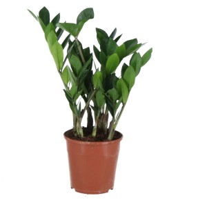 Zamioculcas zamiifolia en pot marron, diamètre d'environ 14 cm.