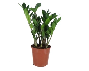 Glcksfeder Zamioculcas zamiifolia Topf  ca. 14 cm
