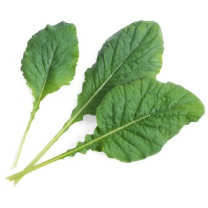 Épinard moutarde japonais (Komatsuna) frais et vert pour jardins d'intérieur Véritable.