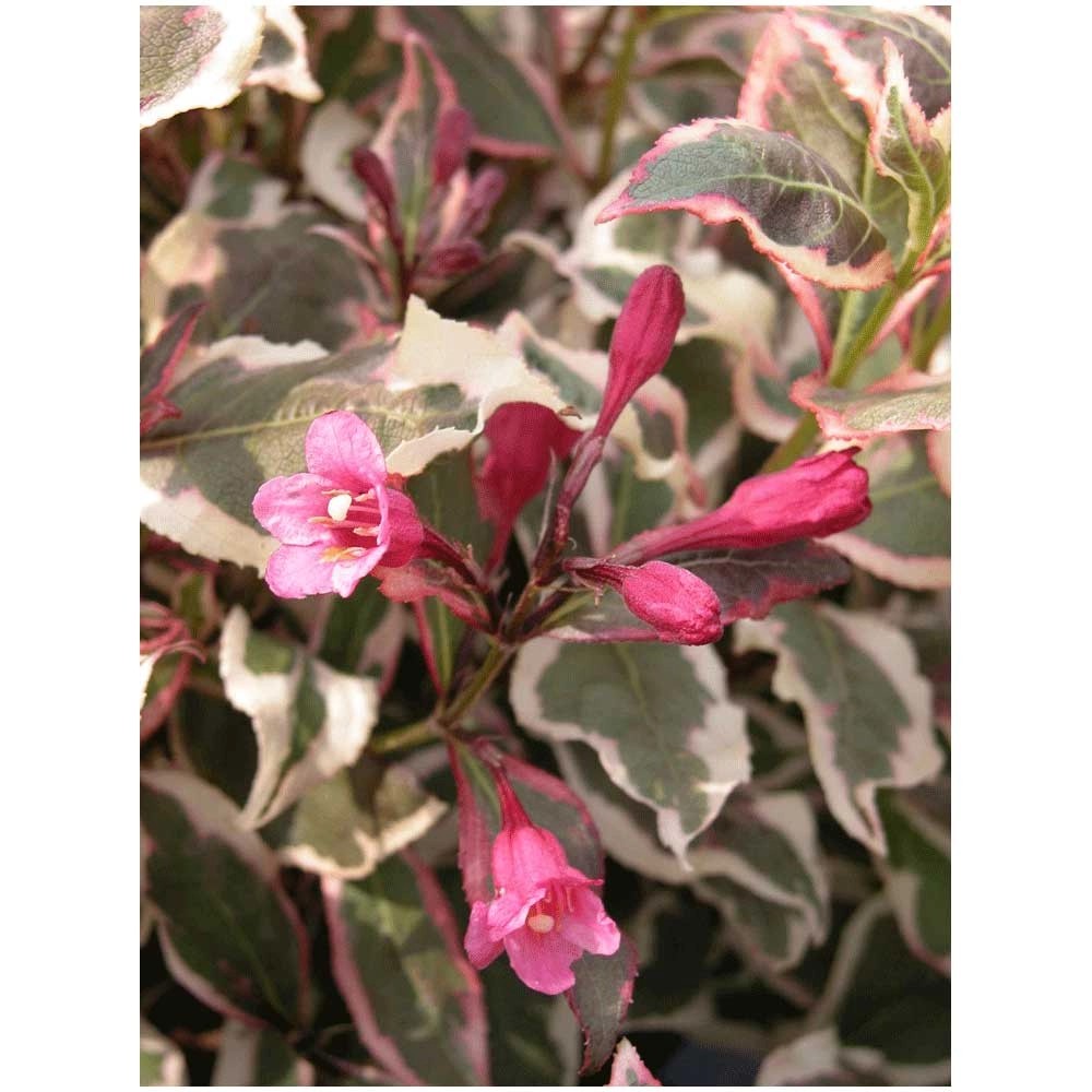 Weigelie Weigela Weissrosa Container 6 l kaufen bei OBI