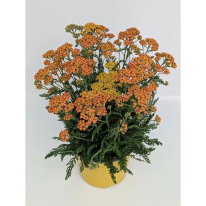 Achillée 'Desert Eve' : Fleurs orange et jaunes dans un pot jaune.