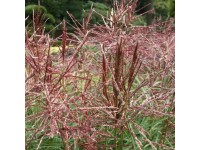 China-Schilf Miscanthus verschiedene Sorten Topf 15 l / 1 Stk. China-Schilf Miscanthus verschiedene Sorten Topf 15 l / 1 Stk.