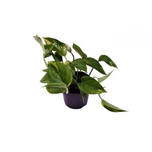 Pothos 'N Joy' en pot, une plante d'intérieur grimpante avec des feuilles panachées vertes et blanches.
