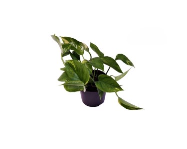 Efeutute Epipremnum aureum N Joy Topf  ca. 12 cm