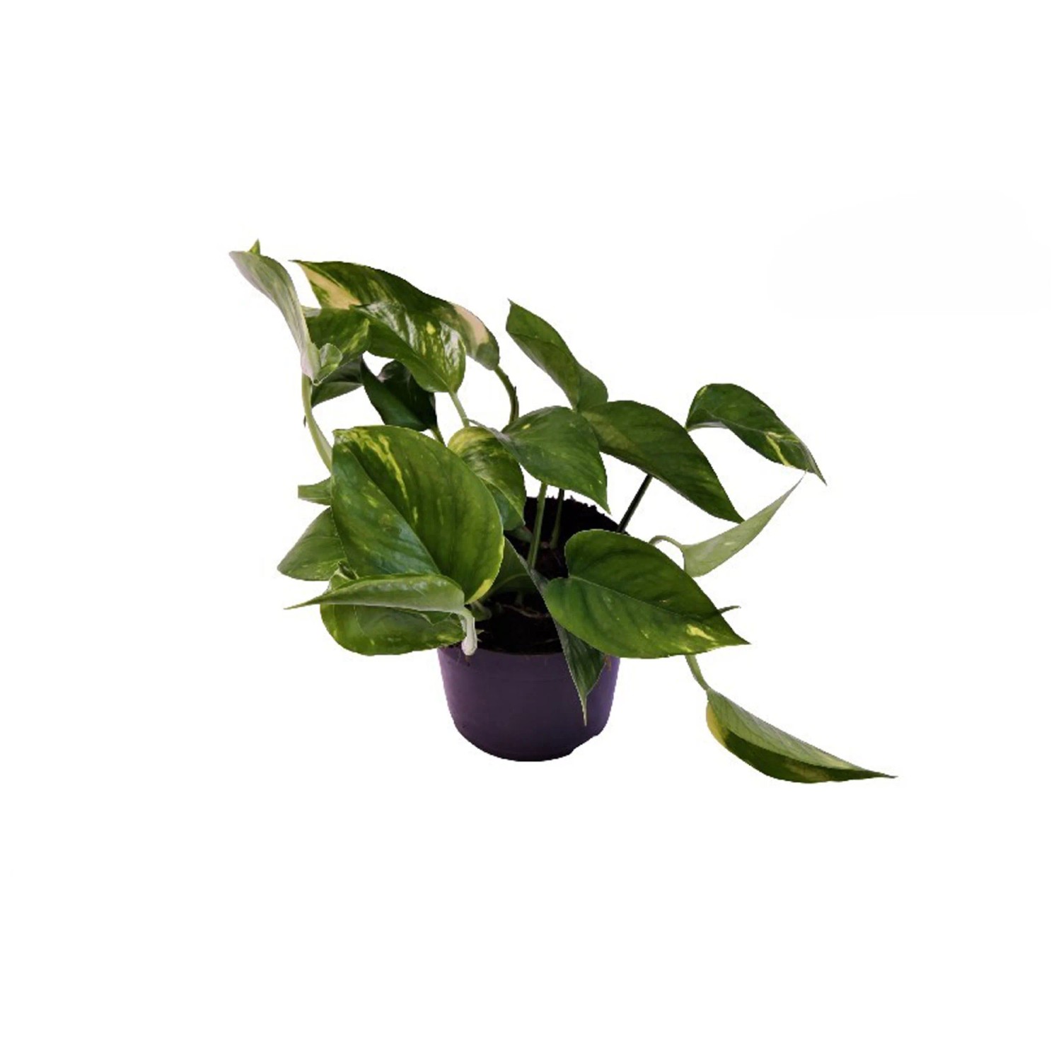 Efeutute Epipremnum aureum N Joy Topf  ca. 12 cm