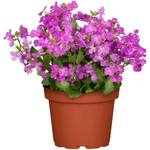 Arabis caucasica in vaso, pianta perenne a fiori viola per aiuole e balconi.