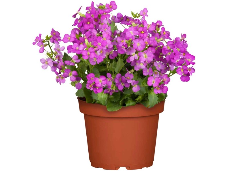 GROW by OBI Kaukasische Gänsekresse Arabis caucasica Topf Ø 13 cm