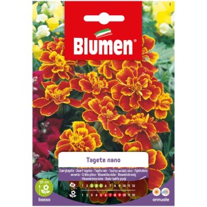 Semi di fiori Tagete nano Marietta con fiori rosso-gialli per aiuole e bordure.