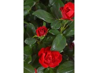 Rose Zepeti Rot Topf ca. 6,5 l / Höhe 35 - 40 cm Rose Zepeti Rot Topf ca. 6,5 l / Höhe 35 - 40 cm