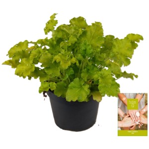 Heuchera 'Indian Summer' in vaso da 19 cm, foglie verdi. Pianta ornamentale da fogliame per aiuole e vasi.