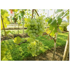 Vite Robusta Talizman con grandi grappoli verde chiaro in giardino.