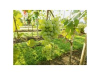 Robusta-Rebe Talizman Topf 4 l