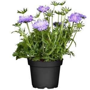 Scabieuse colombaire en pot, fleurs violettes, feuilles vertes. Couvre-sol pour massifs et balcons.