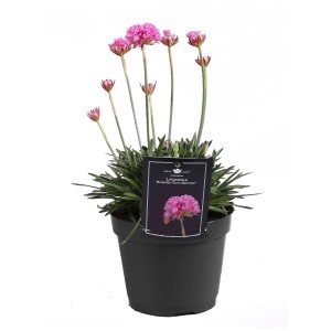 Armeria maritima 'Sweet Dreams' in vaso, fiori rosa. Ideale per giardini rocciosi e bordure.