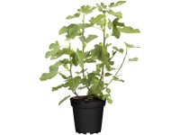 GROW by OBI Feige Ficus carica Brown Turkey Topf 3 l / Höhe 30 - 40 cm