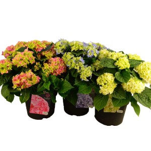Hortensia Hydrangea aux fleurs colorées en pot (Ø 21cm).